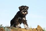 SCHNAUZER NAIN 027